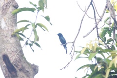 Dicrurus macrocercus