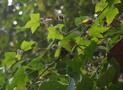 Hibiscus hispidissimus
