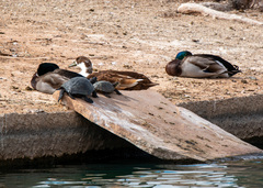 Anas platyrhynchos domesticus