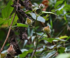 Hibiscus hispidissimus
