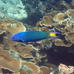 Thalassoma lunare