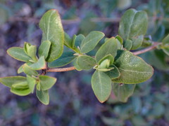Lonicera subspicata