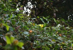 Hibiscus hispidissimus