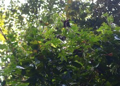 Hibiscus hispidissimus