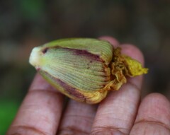 Hibiscus hispidissimus