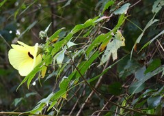 Hibiscus hispidissimus
