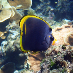 Chaetodon flavirostris