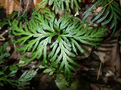 Selaginella hordeiformis