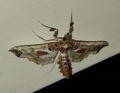 Neoleucinodes elegantalis