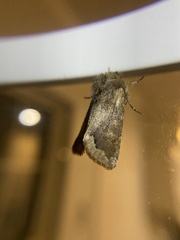 Orthosia garmani