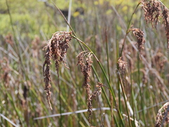 Machaerina articulata