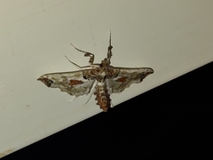 Neoleucinodes elegantalis
