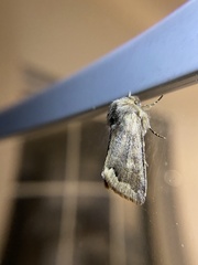 Orthosia garmani