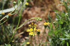 Apis mellifera