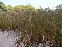 Machaerina articulata