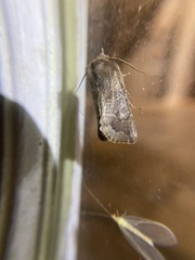 Orthosia garmani