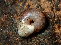 Helminthoglypta montezuma