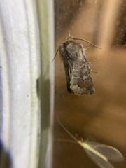 Orthosia garmani