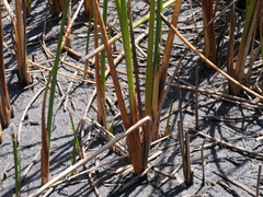 Machaerina articulata