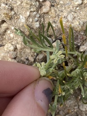 Pectocarya penicillata