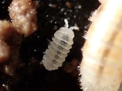 Reductoniscus costulatus