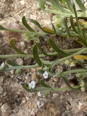 Pectocarya penicillata