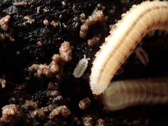 Reductoniscus costulatus