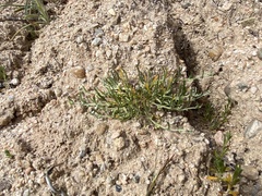 Pectocarya penicillata