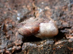 Helminthoglypta montezuma