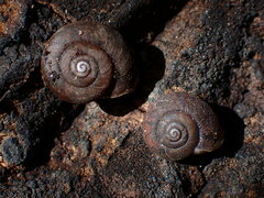 Helminthoglypta montezuma