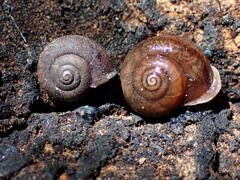 Helminthoglypta montezuma