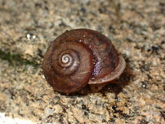Helminthoglypta montezuma