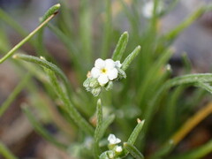Pectocarya penicillata