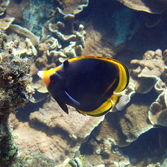 Chaetodon flavirostris