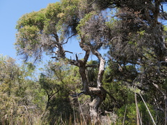 Melaleuca preissiana