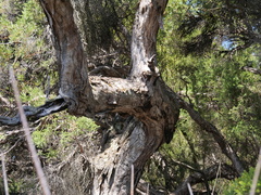 Melaleuca preissiana