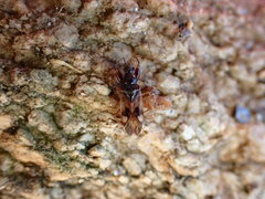 Pseudopamera nitidula