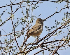 Toxostoma bendirei