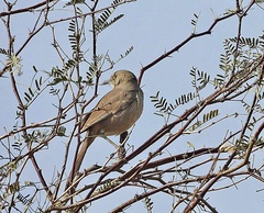 Toxostoma bendirei