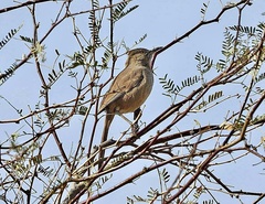 Toxostoma bendirei