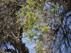 Melaleuca preissiana