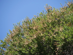 Melaleuca preissiana