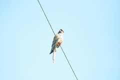 Cyanoliseus patagonus