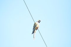 Cyanoliseus patagonus