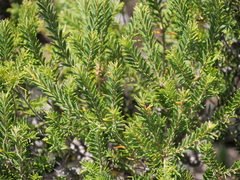 Melaleuca preissiana