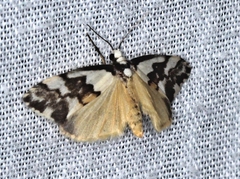 Philenora irregularis