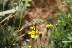 Apis mellifera