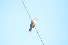 Cyanoliseus patagonus