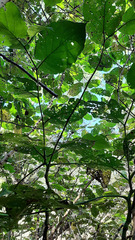 Piper auritum