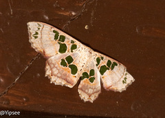 Scopula divisaria